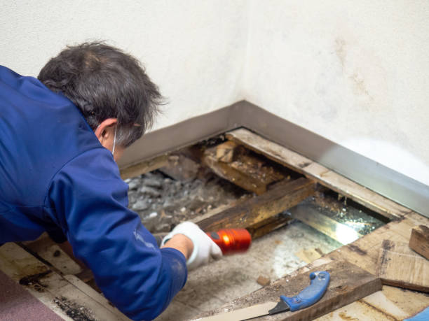 Best Kitchen Mold Remediation in Roseville, CA