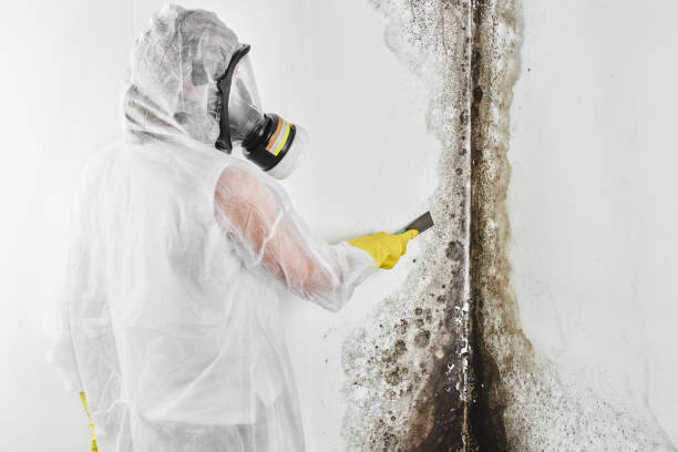 Best Basement Mold Remediation in Roseville, CA