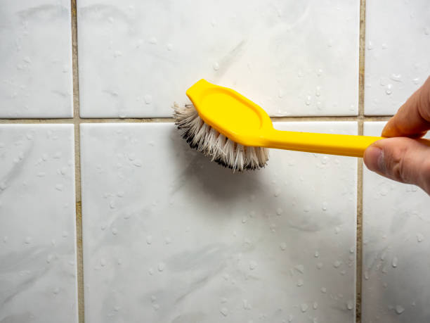 Best Health and Safety Mold Remediation in Roseville, CA