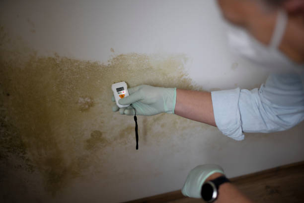 Best DIY Mold Remediation Support Services in Roseville, CA