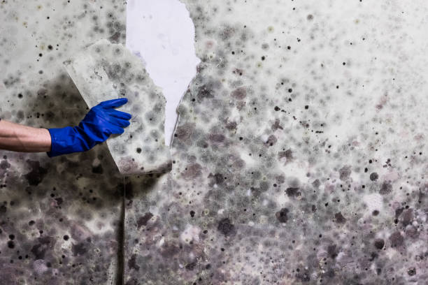Best HVAC Mold Remediation in Roseville, CA