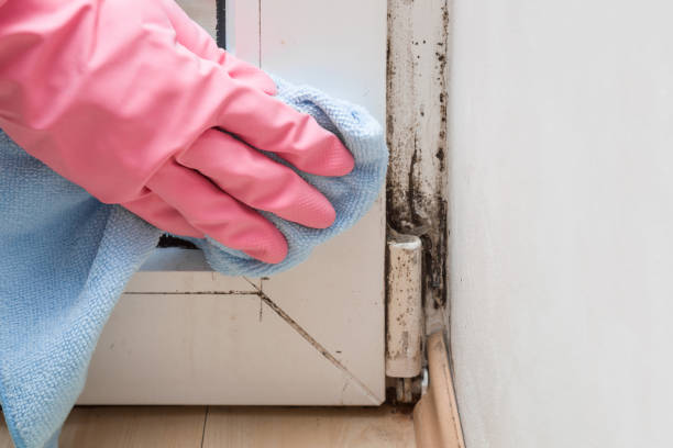 Roseville, CA Mold Remediation Company