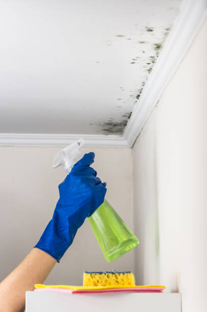Best Mold Remediation for Specific Building Types in Roseville, CA